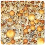 Псилоцибиновые (галлюциногенные)  грибы Psilocybin "Golden Teacher" в Тулуне