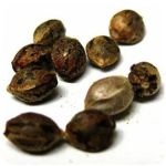 Семена марихуаны АК-47  (Seeds AK-47) в Тулуне